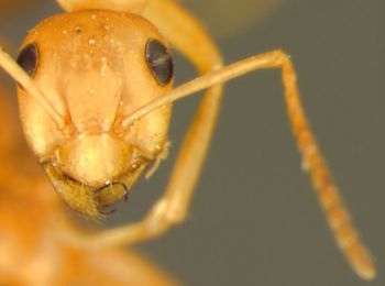 Media type: image; Entomology 22728   Aspect: head frontal view